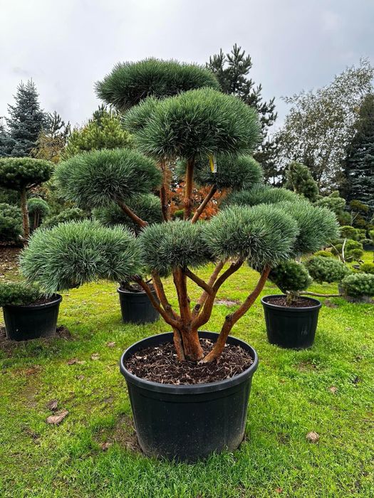 Bonsai-Niwaki formowane sosna cis jaowiec. Laurowinia joda szmaragd  Grodzisk Mazowiecki  OLX.pl