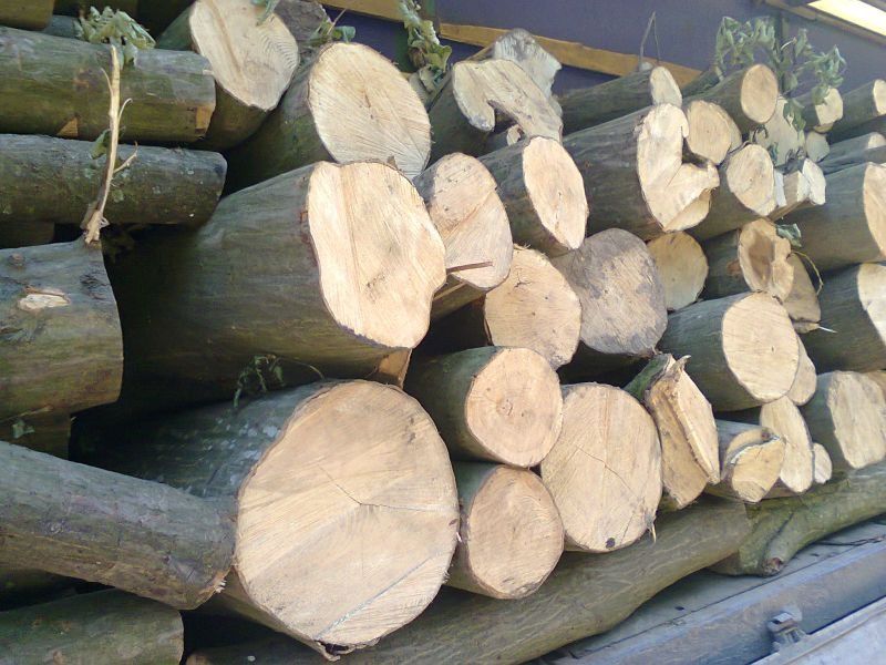 Drewno opałowe klon