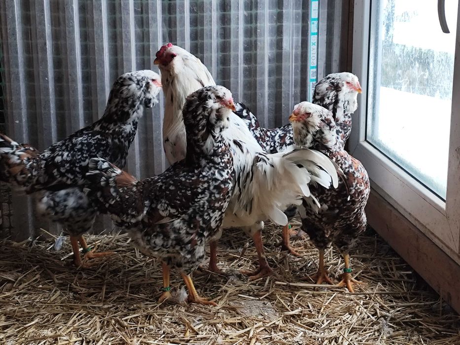 Orłowskie jaja lęgowe