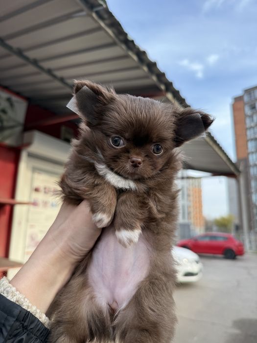 Чихуахуа шоколадная девочка