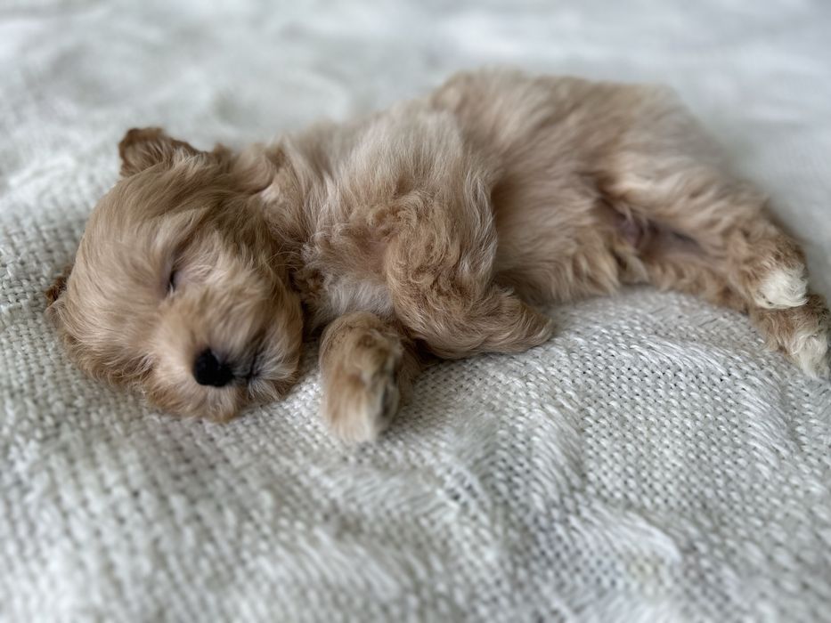 Малюки Мальтіпу ф1 готові до бронювання