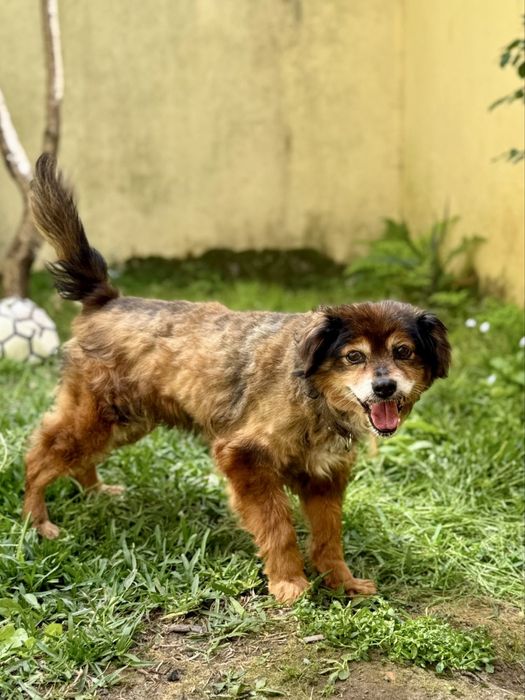 Cãozinho para adoção responsável