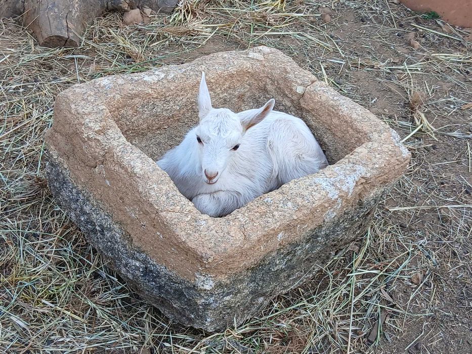 Cabra Jovem (1º Parto) com Cabrito Macho – Raça Saanen