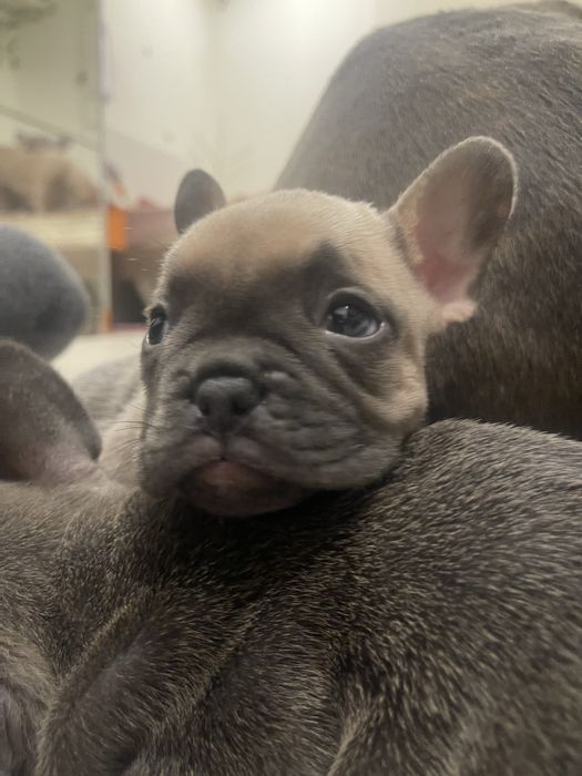 Filhote de Bulldog Francês - Blue Fawn