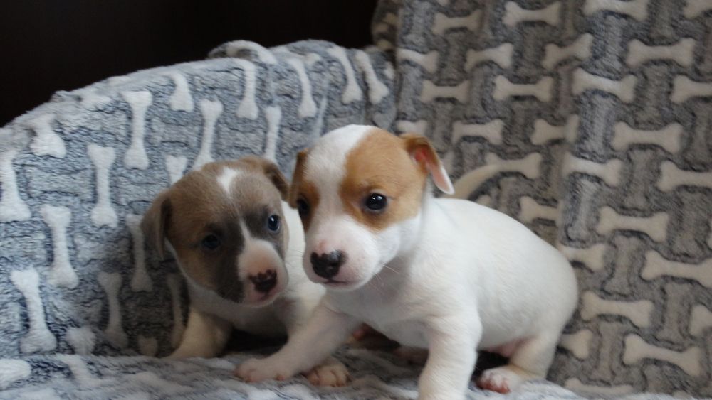 Jack russell Terrier