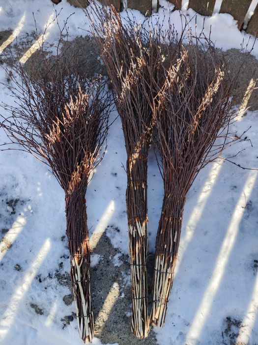 Віник березовий, мітла