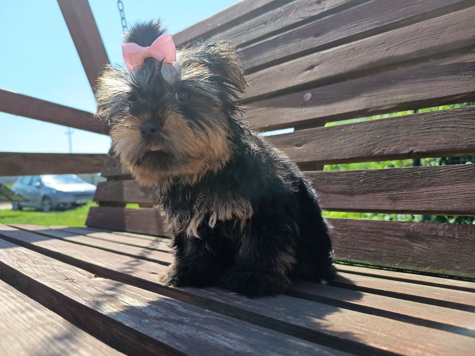 Yorkshire terrier suczka mała