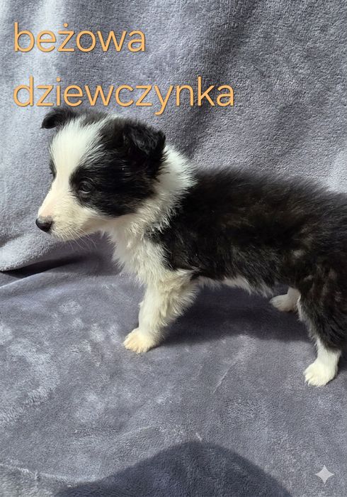 Piesek border collie biało-czarny/ blue merle z rodowodem