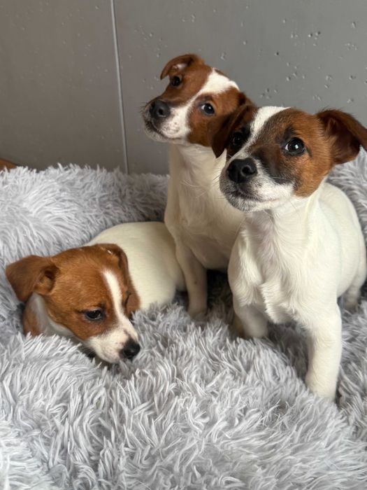 Jack Russell Terrier # Smartie Jacks# rodzice ZKwP/FCI pure breed male