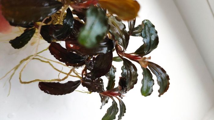 Буцефарандри неймовірно яскраві эхBucephalandra cf. motleyana Black Pu