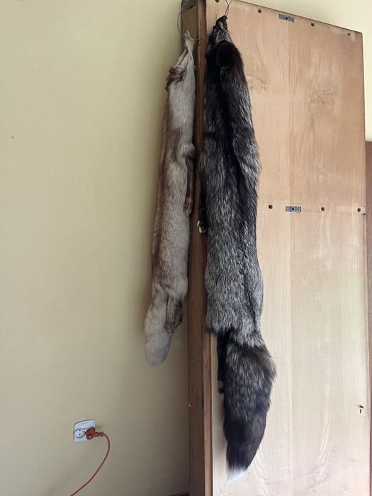 Lisie skóry 2 sztuki