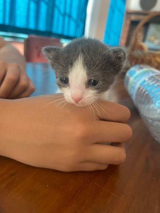 Gatinhos disponíveis