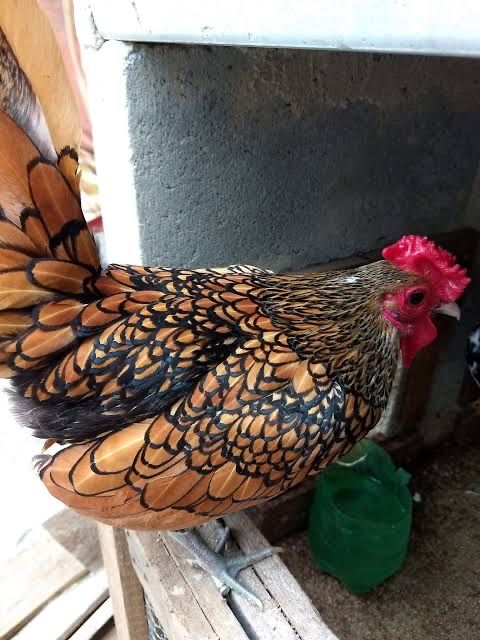 Tenho para venda casal de pedres portuguesa com 1 ano em pustura!Macho sebright dourado