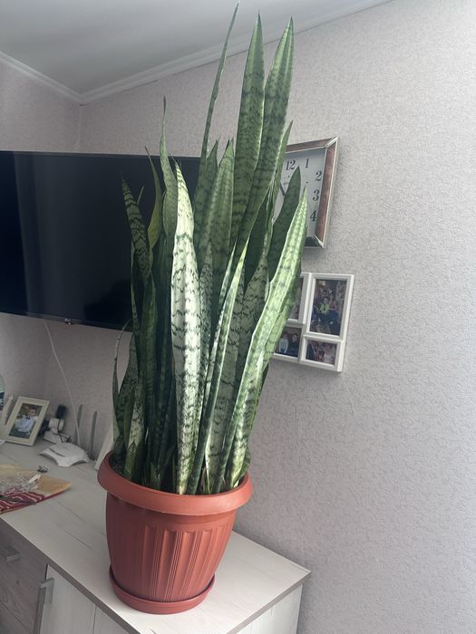 Продам сансевьєрію ( тещін язик ,