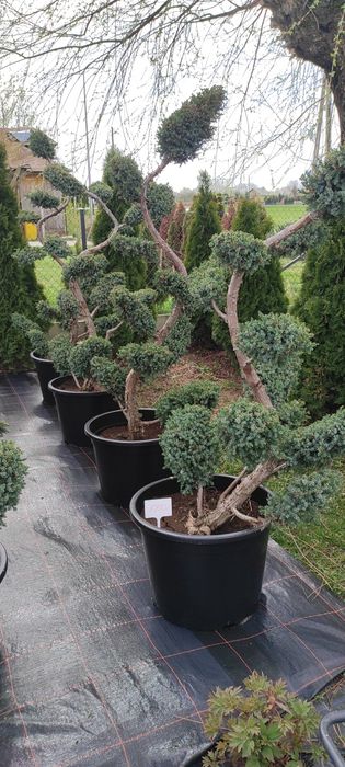 Jałowiec formowany 200cm.  Bonsai