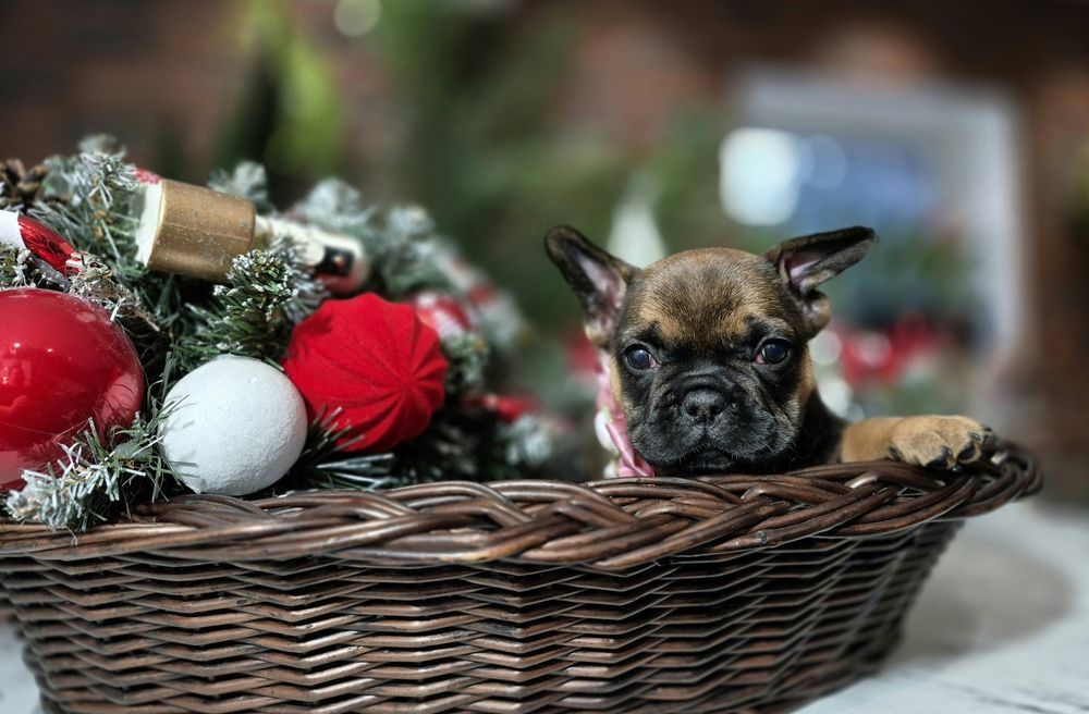 BAMBI dziewczynka buldog francuski dostępna do rezerwacji