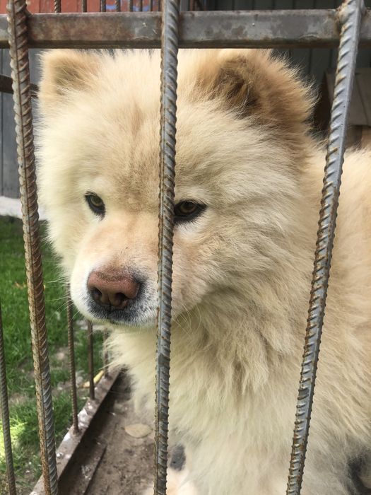 Чау-чау , вязка