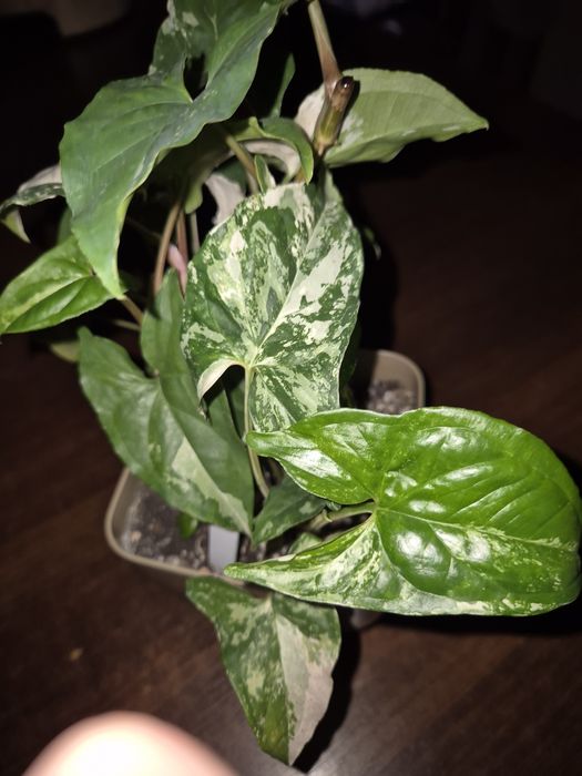 Syngonium cięte sadzonki