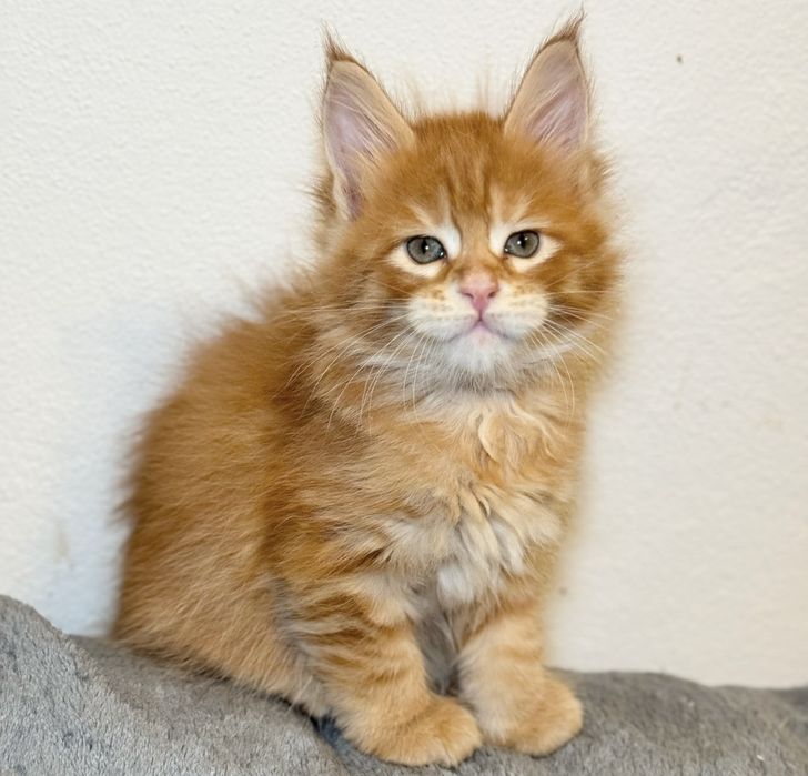 Продам котят мейнкун