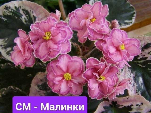 Фіалки сортовые детки