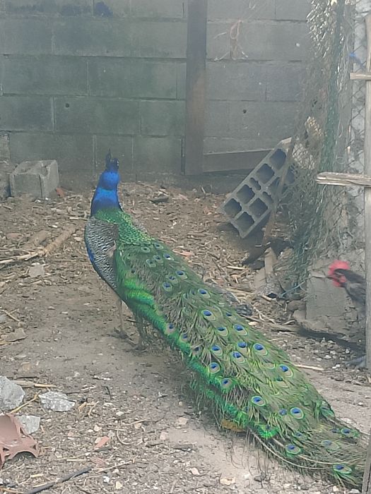 Pavão Azul Real 5 anos