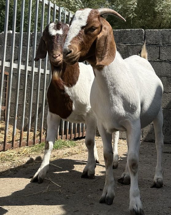 Casal de cabras boer linhagem pura