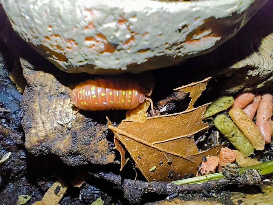 Isopody Armadillidium Frontetriangulum Orange 10 sztuk