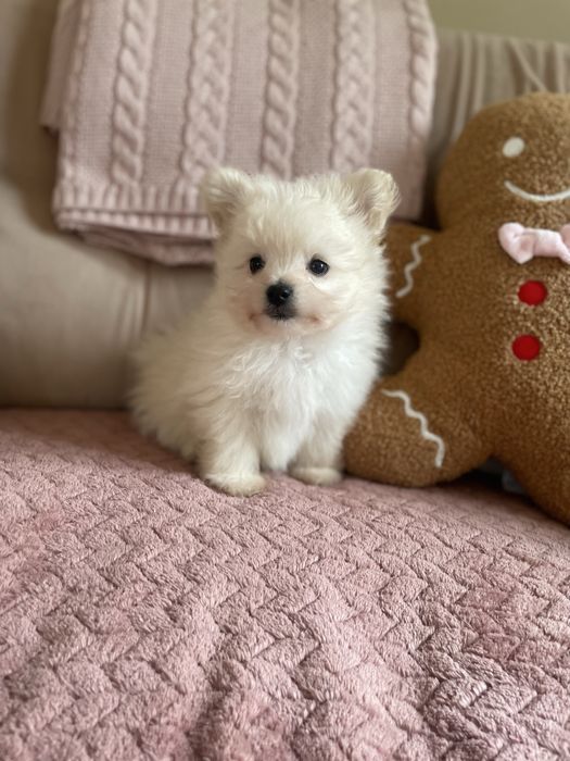 Pomapoo mini pies mix szpic miniaturowy pomeranian & pudel toy