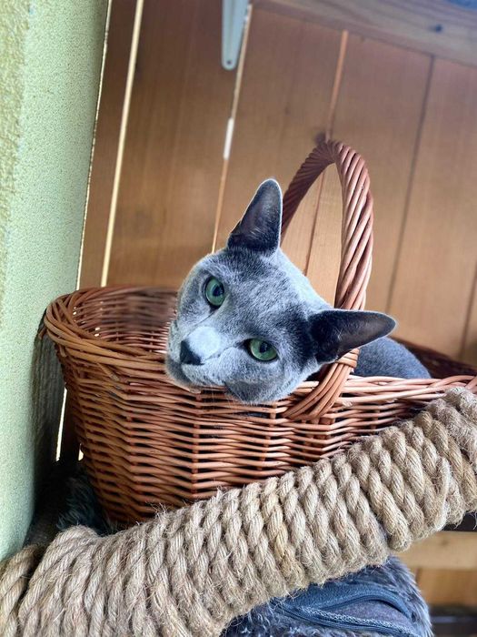 Kociak rosyjski niebieski z Rodowodem World Cat Federation
