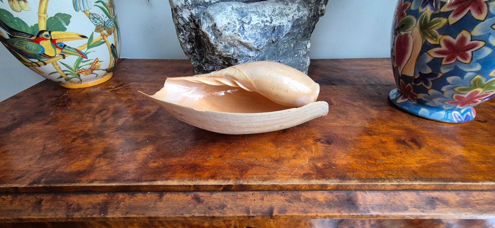 duża muszla morska Cymbium "słoniowa trąba" okazja tanio