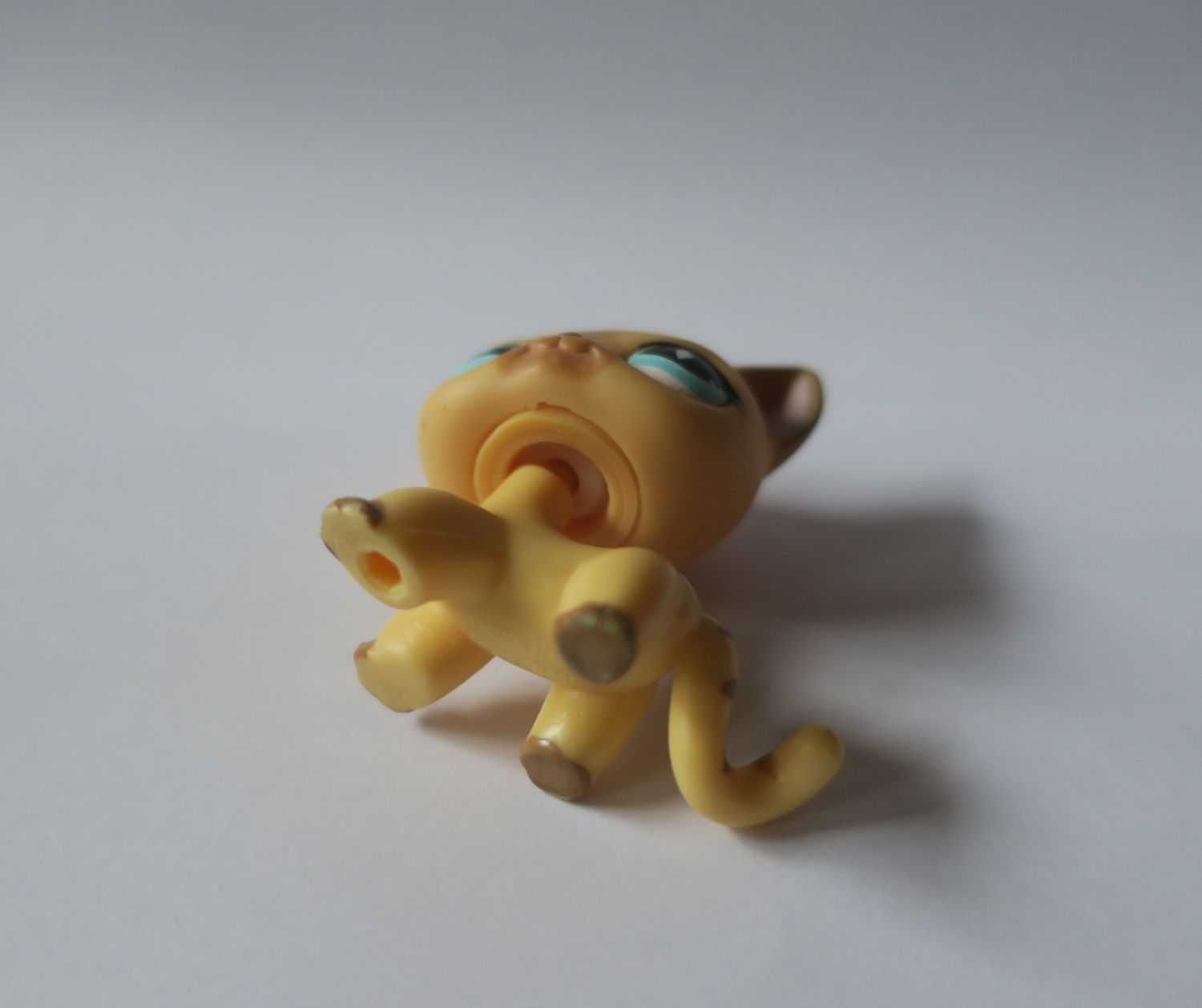 Lps shorthair 886 2025