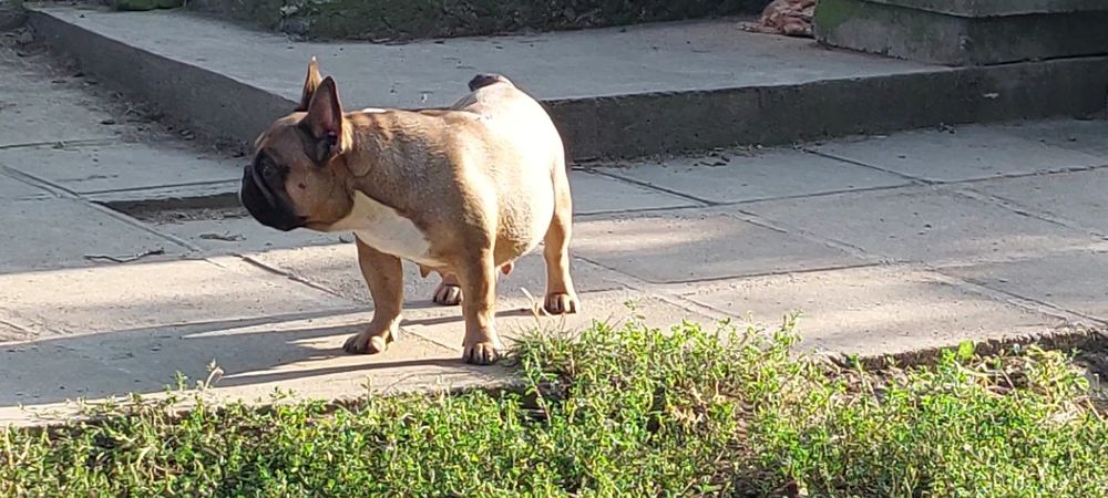 Недорого гарна сука французького бульдога