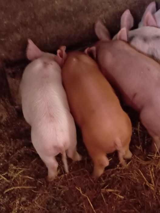 На продаж малі поросята породи ландрас   кантор
