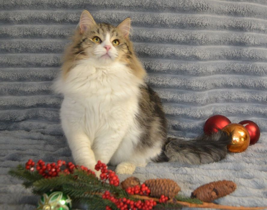 Продам сибирского котенка