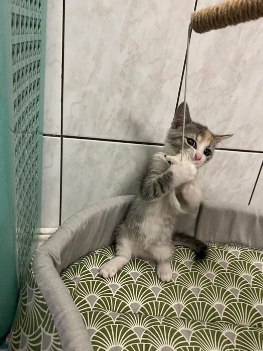 Kotki do adopcji