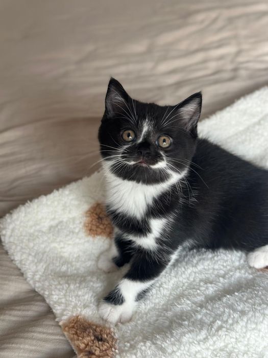 Kotki Brytyjskie Krótkowłose kremowe gotowe do odbioru