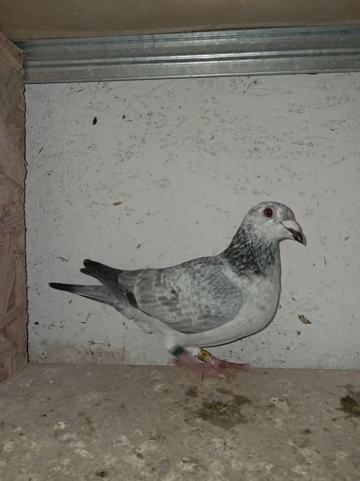 Colónia de pombos correios