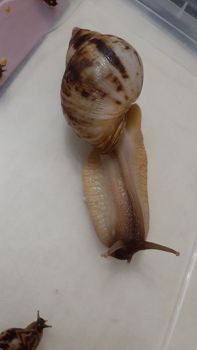 Равлики.Ахатин.ретики