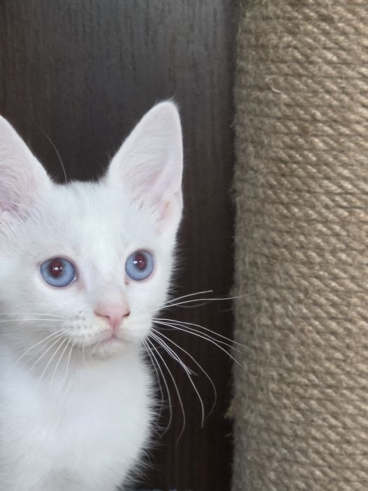 Кот манчкин лонг, 2.5 мес
