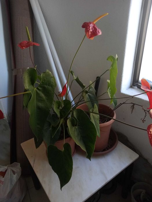 Planta em vaso anturio