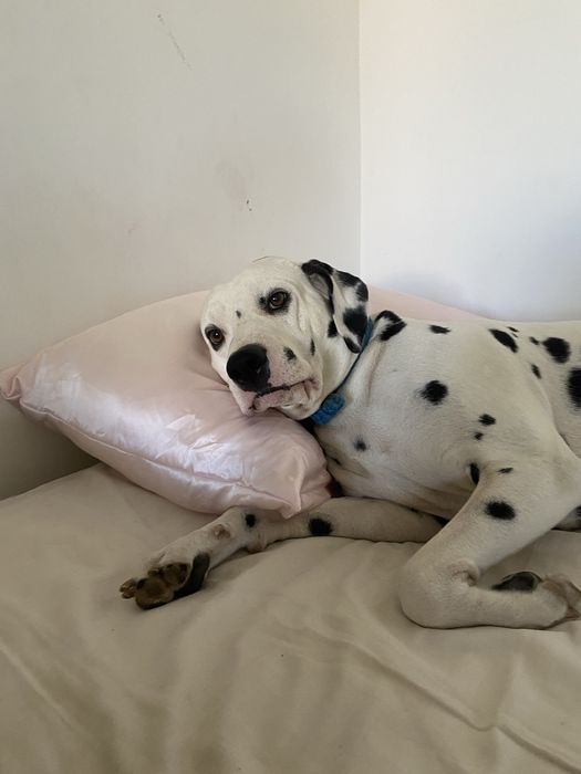 Шукаю квартиру. З собакою. До 13к. Зніму надсилайте всі варіанти