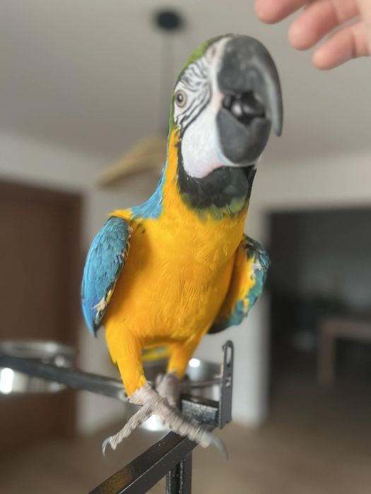 Arara lindíssima