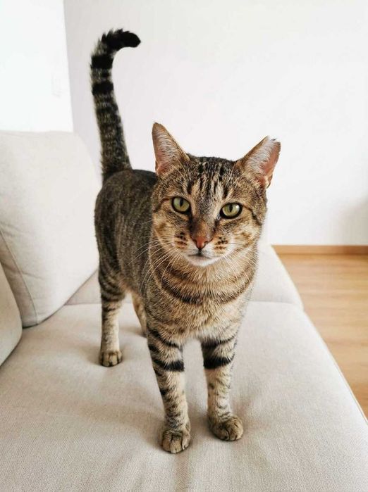 Setúbal / Margem Sul / Lisboa — PIPPO, gatinho para adoção
