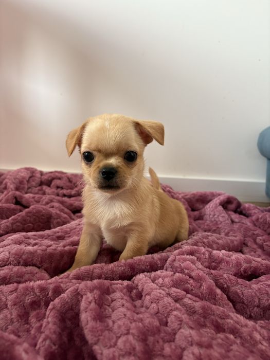 Chihuahua krótkowłosy FCI ZKwP