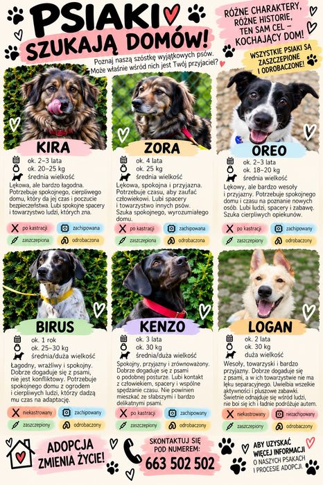Psiaki szukają domów!