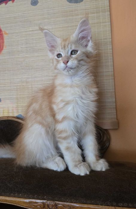 Rudo srebrny Maine Coon
