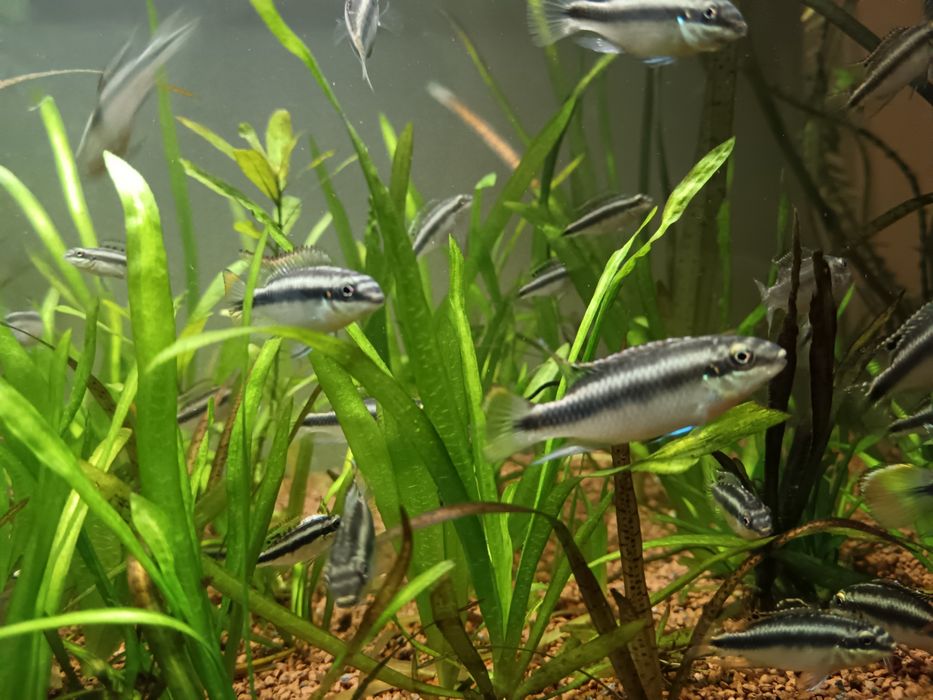 Kribensis (Pelvicachromis pulcher)