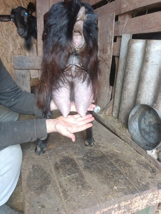 Продам дійних кіз