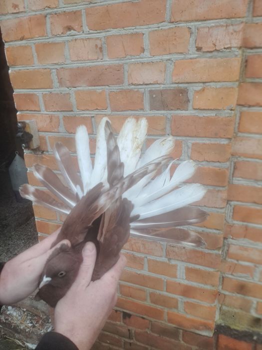 Gołebie orliki para