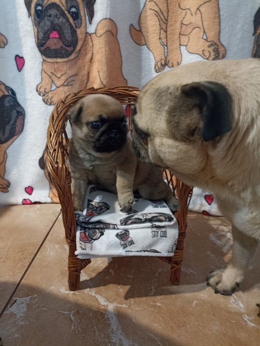 Sprzedam piękną sunie Mopsa